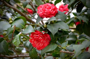 Kırmızı ve beyaz Japon kamelyası güzel çiçekler her zaman yeşil bahçe süslemesi