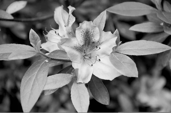 black and white floral background image of rhododendron flowers