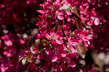 Güzel bir görüntü, bahçesinde parlak pembe yapraklar ve arı olan dekoratif elma ağacını dallandırır.