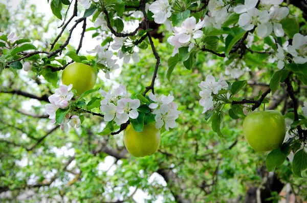 Imagen Original Hermosas Ramas Manzano Flor Manzanas Verdes —  Fotos de Stock