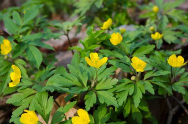 Sarı bahar çiçekleri ormandaki şakayık çiçekleri