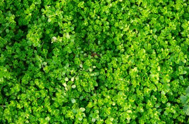 yeşil çimenler doğal arkaplan bırakır