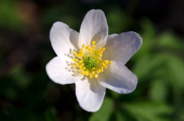 Bahar şakayığının makro görüntüsü. Yakın plan beyaz çiçek.