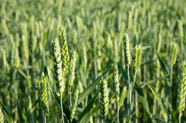 Campo Primer Plano Trigo Verde Campo — Foto de Stock