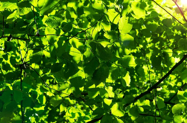 Folhas Verdes Sol Árvore Ramos Folhagem Fundo Natural — Fotografia de Stock