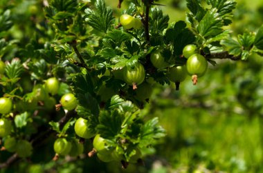 Bektaşi üzümü bahçesinde böğürtlen