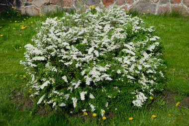 Bahçede beyaz çiçeklerle süslü, çiçekli bir spiraea çalısı.