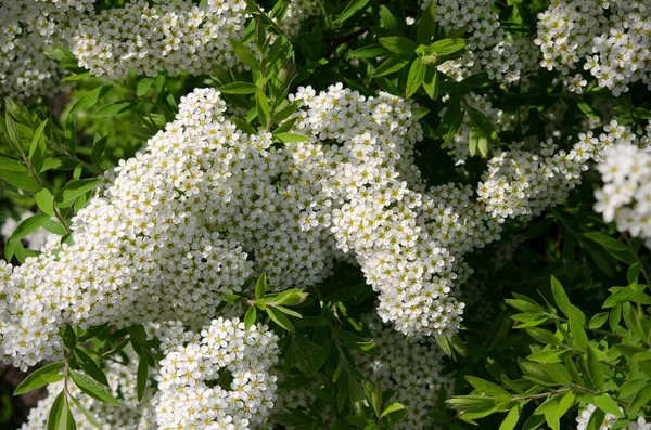 Kvetoucí Spirea Bílé Květy Zelené Listy Zblízka — Stock fotografie