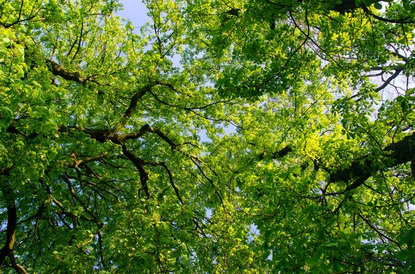 Ramas Castaño Coronas Árboles Contra Cielo Azul — Foto de Stock