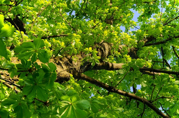 Tronco Ramos Com Folhagem Verde Castanha Contexto Céu Azul — Fotografia de Stock