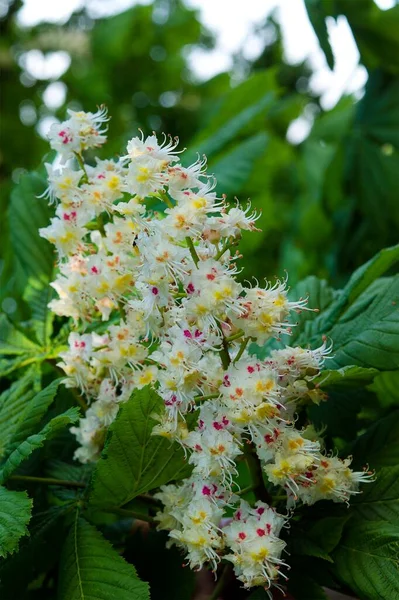 Beyaz çiçekli at kestanesi. Parkta yakın plan.
