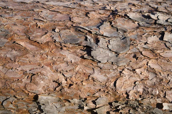 Bark Texture Dried Pine Trunk Close — Stock Photo, Image