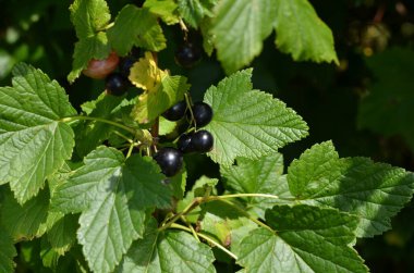 Bahçede kuşüzümü var. Yakın plan.