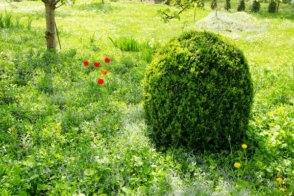 Buxus Struik Voorjaarstuin — Stockfoto