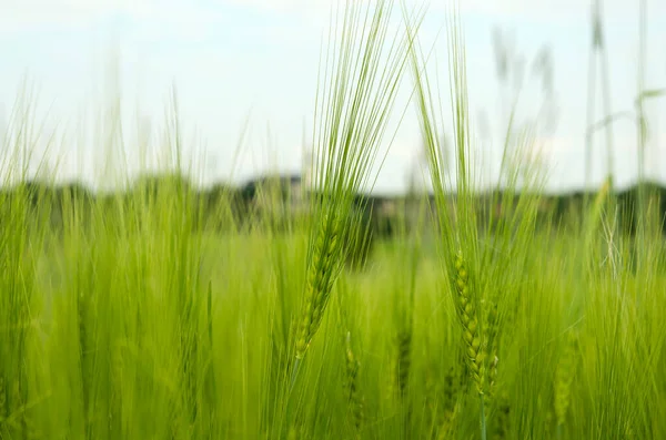 Orejas Verdes Cebada Primer Plano Del Campo — Foto de Stock