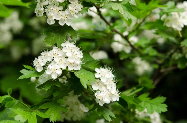 Zweige Des Blühenden Weißdorns Mit Weißen Blüten — Stockfoto