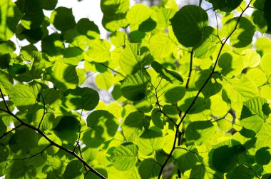 yeşil yapraklar arka plan dalları ve fındık yaprakları