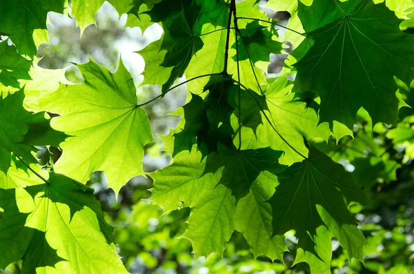 Яркая Зеленая Листва Кленовых Листьев Солнечном Свете — стоковое фото