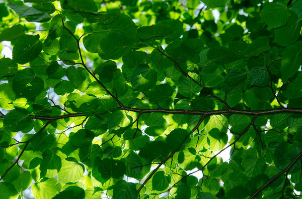 молодые ветви с зелеными листьями в саду