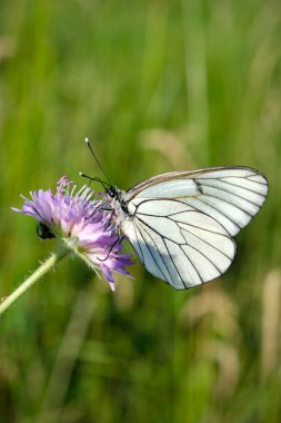 beautiful white butterfly on flower close up clipart