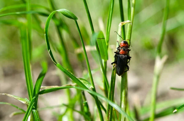 Dos Escarabajos Proceso Apareamiento Hierba Naturaleza —  Fotos de Stock