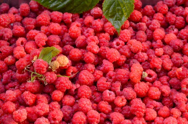 Cosecha Fresca Bayas Frambuesa Con Ramita Hojas —  Fotos de Stock