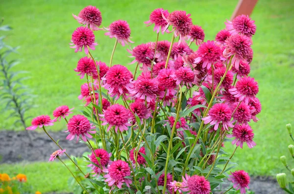 Bahçedeki Parlak Pembe Çiçekler — Stok fotoğraf