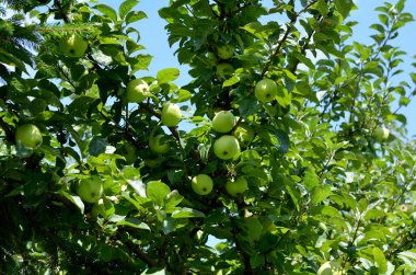 Bahçedeki ağaçta olgunlaşmamış yeşil elmalar
