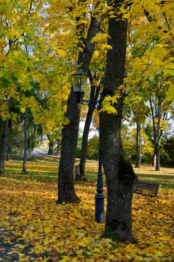 Parkta sonbahar ağaçları