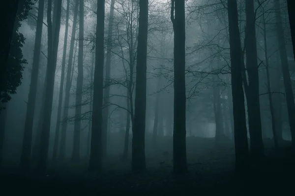 Very Mysterious Desolate Atmosphere Gloomy Day Dark Woods Thick Fog — Stock Photo, Image