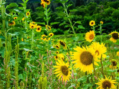 İtalyan dolomitlerinin bozulmamış doğasında yazın ayçiçeği tarlası