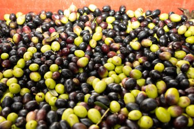 Ekstra saf zeytinyağı yapmak için tarladan toplanan siyah ve beyaz zeytinler.