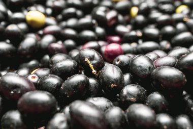 Tarladan yeni toplanmış İtalyan siyah zeytinlerinin çok yakın çekimleri.