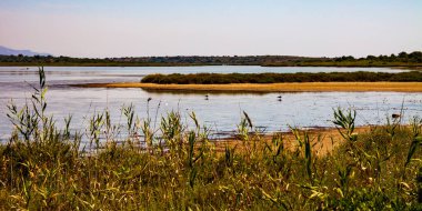 Yaz mevsiminde İtalya 'nın güzel Sicilya bölgesinde Vendicari' nin doğa rezervi ve yaban hayatı, gezi boyunca göl kuşları ve yeşil bitki örtüsü, geniş görüş.