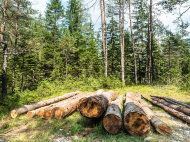 Ormanda kesilen ağaç gövdeleri, orman tahribatı, yakacak odun veya dağda evler ve köyler inşa etmek için