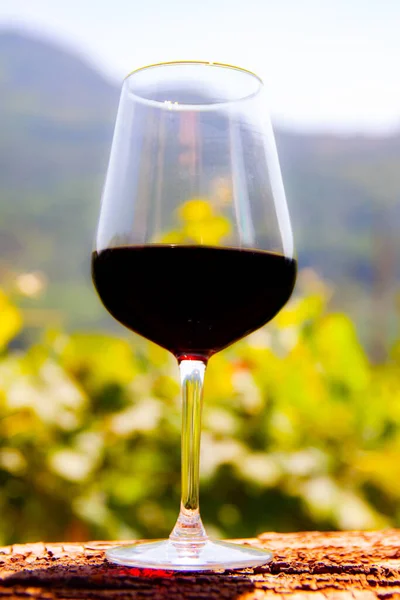 A glass of red wine tasted in nature among the green vine plants, among the Italian mountains