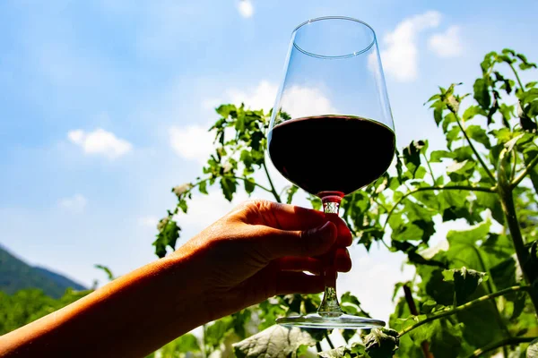 A glass of red wine tasted in nature among the green  plants, among the Italian mountains
