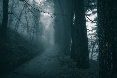 Karanlık ormanın içindeki yol sisle kaplı, gizemli bir atmosferde.