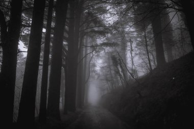 Ağaçların arasından karanlık orman sisinin içinden yol, gizemli bir atmosfer.