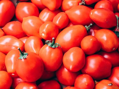 Güzel, koyu kırmızı domatesler İtalyan kırsalından toplandı.