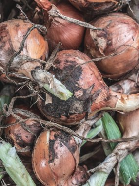 Yaz kırsalındaki bahçeden taze İtalyan soğanı topladım.
