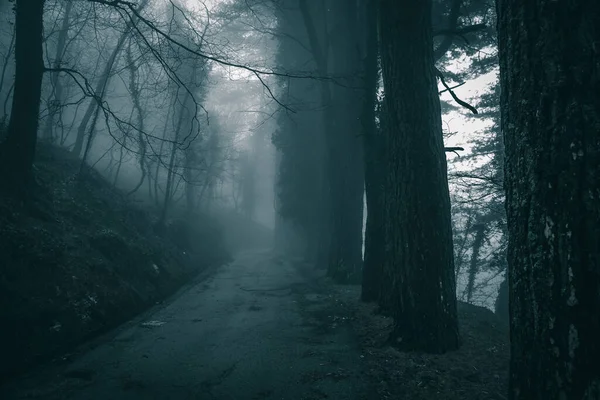 road through the dark forest shrouded in fog, mysterious atmosphere