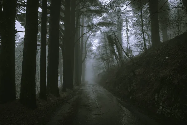 Droga Przez Drzewa Przez Mgłę Ciemnego Drewna Tajemnicza Atmosfera — Zdjęcie stockowe