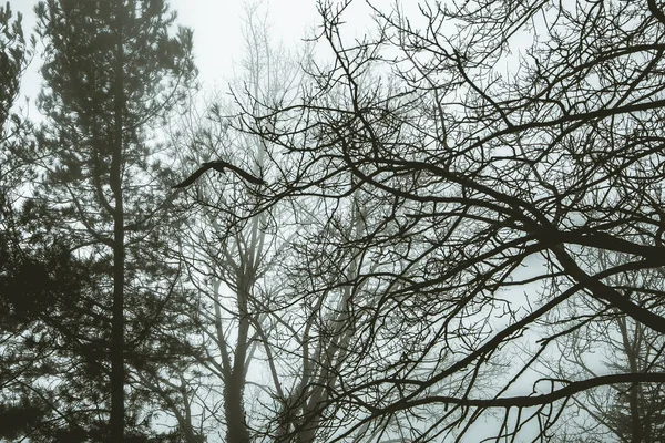 Corvo Vola Nella Nebbia Tra Rami Della Foresta — Foto Stock