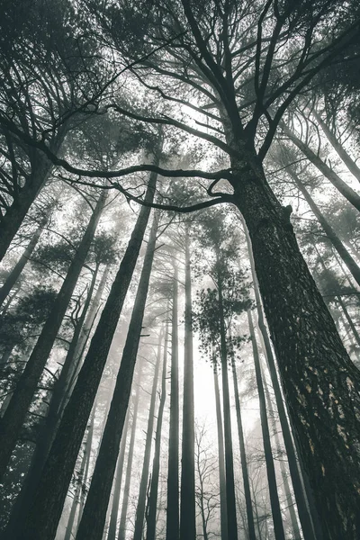 tall trees are silhouetted against the fog-shrouded sky