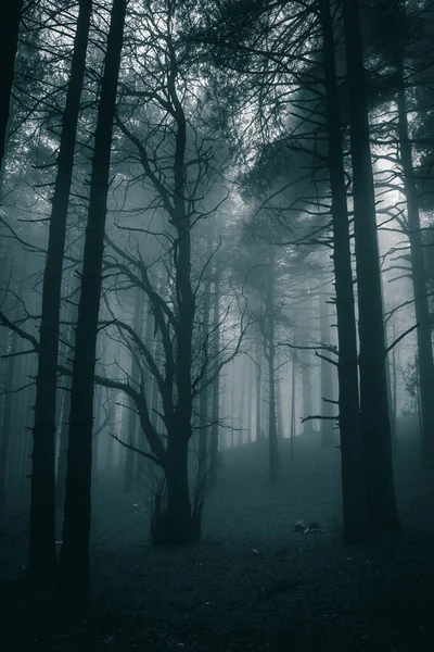 Sehr Geheimnisvolle Und Trostlose Atmosphäre Einem Düsteren Tag Dunklen Wald — Stockfoto