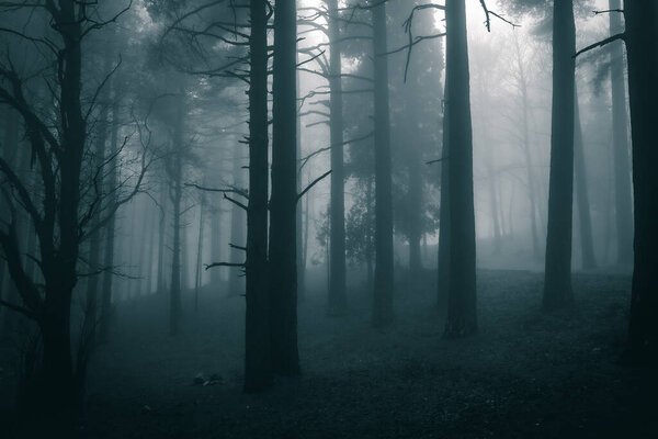 Very mysterious and desolate atmosphere on a gloomy day in the dark woods with thick fog