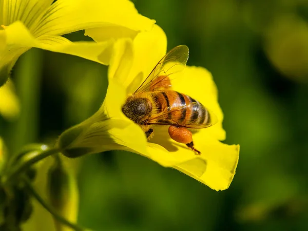 Весной Пчела Вздувается Желтого Цветка Макро Вид — стоковое фото