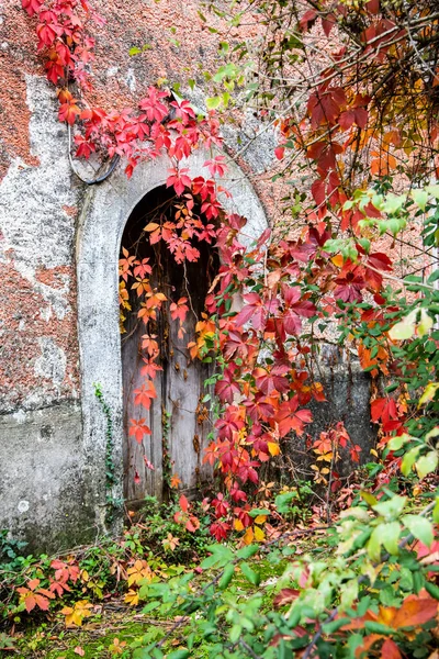 Porte Bois Vieille Maison Abandonnée Dans Les Bois Recouverte Feuilles — Photo