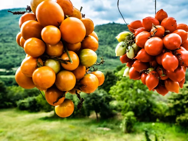 Zwei Sorten Gelber Und Roter Tomaten Gruppenweise Angeordnet Aus Nächster — Stockfoto